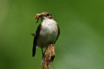 Bonte vliegenvanger (Ficedula hypoleuca), Ermelo